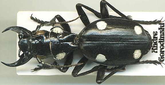 carabidae/Anthia mannerheimi.jpg